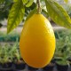 limequat agriculture raisonnée sud de la France